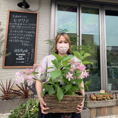 【お客様の声】岩塚シナトモ園芸様